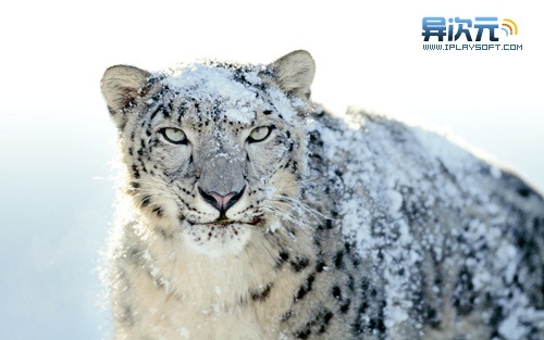 Mac OSX Snow Leopard 官方壁纸