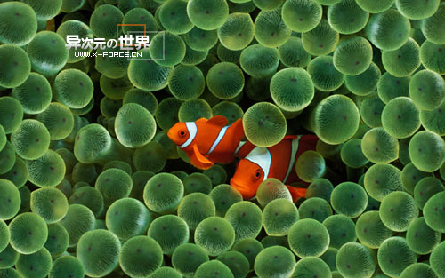 华丽的极致！苹果Mac OS X Leopard官方高清晰壁纸打包下载