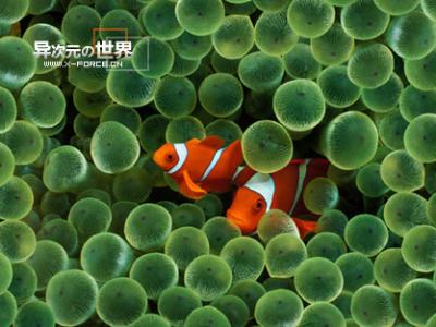 华丽的极致！苹果Mac OS X Leopard官方高清晰壁纸打包下载