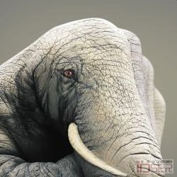 图片是Give a hand to wildlife，世界自然基金(WWF)的环保公益广告
