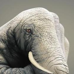 Give a hand to wildlife，世界自然基金(WWF)的环保公益广告