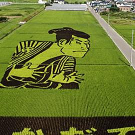 稻田米画