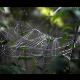 nike的广告（Nike&Spider）