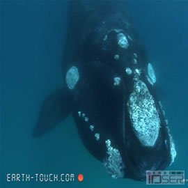 图片是Earth Touch