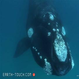 Earth Touch
