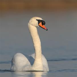 摄影师David Hemmings拍摄的优雅的天鹅