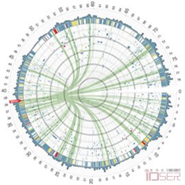 图片是基因组视觉化(Genome visualization by Martin Krzywinski)