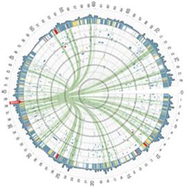 基因组视觉化（Genome visualization by Martin Krzywinski）