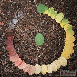 图片是一片熊果树(Manzanita,是一种产于北美太平洋沿岸的常绿灌木)树叶的生命周期(The life cycle of a Manzanita leaf)