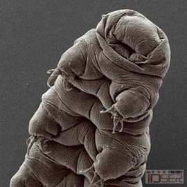 图片是水熊(Water Bear)