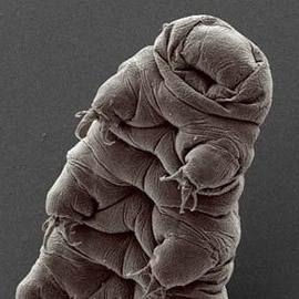 水熊(Water Bear)