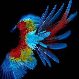 ShowStudio工作室的鹦鹉动画作品