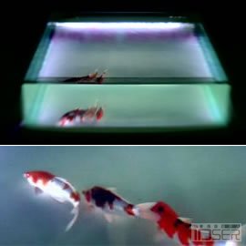 图片是Submersed Songs