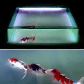 Submersed Songs