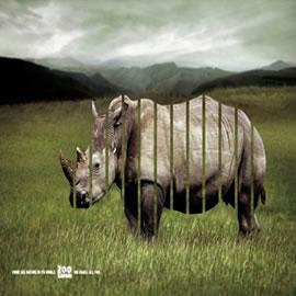 Zoo Safari: Rhino