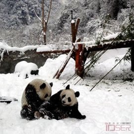 图片是大熊猫“团团”“圆圆”