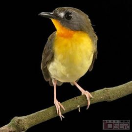 图片是橄榄背森林知更鸟(olive-backed forest robin)