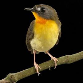 橄榄背森林知更鸟(olive-backed forest robin)
