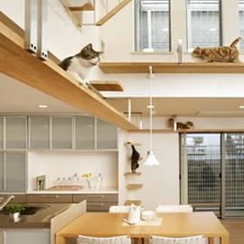 建筑商 Asahi Kasei 设计的猫居室