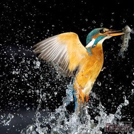 图片是翠鸟(Kingfisher)捕鱼