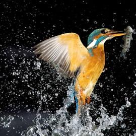 翠鸟（Kingfisher）捕鱼