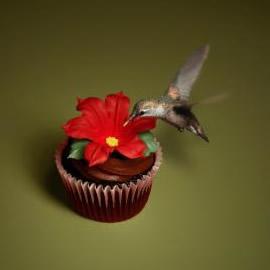 广告 Eini & Co cupcakes: Hummingbird