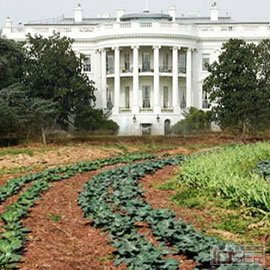 图片是美国第一夫人 Michelle Obama 在白宫南草坪的菜园