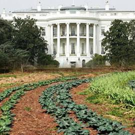 美国第一夫人 Michelle Obama 在白宫南草坪的菜园