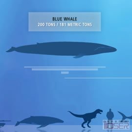 图片是 the blue whale