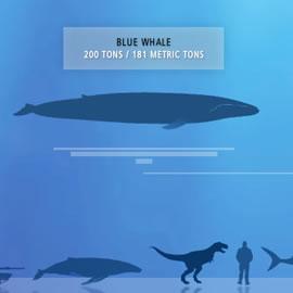 the blue whale