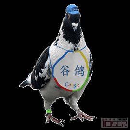 图片是谷鸽