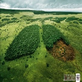 图片是WWF（世界自然基金）的海报：lungs