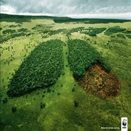 WWF（世界自然基金）的海报：lungs