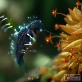 图片是 Hummingbird