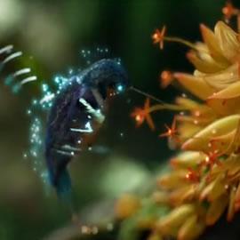 Hummingbird