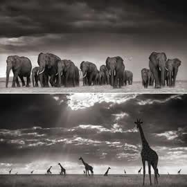 摄影师 Nick Brandt 的非洲之旅