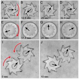 Argonne National Laboratory and Northwestern University ，bacteria to spin tiny g