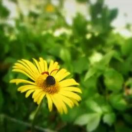 两个年轻法国艺术家Thomas Szabo和Hélène  Giraud的动画作品集，minuscule