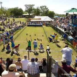 美国德州举行狗狗赛跑