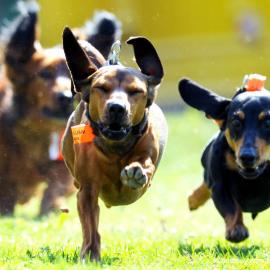 德国小巧腊肠犬和大型狗狗赛跑