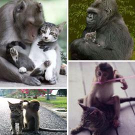跨越种类的动物友谊