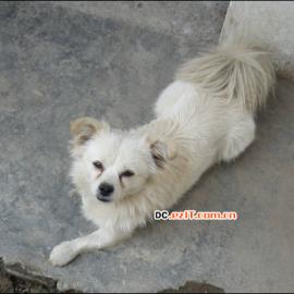 摄影学堂：宠物如何拍摄？