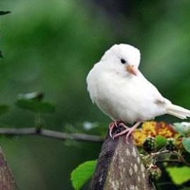 摄影师拍到白麻雀 概率仅百万分之一(组图)