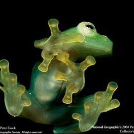 外国摄影大师经典作品系列