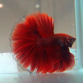 最美的鱼摄影欣赏1