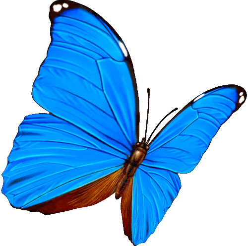 五彩缤纷的蝴蝶1