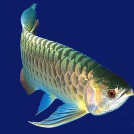 名贵龙鱼图欣赏