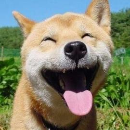 销魂又萌人的小动物们