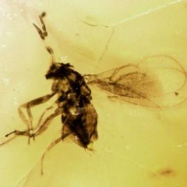 非洲琥珀化石内发现9500万年前昆虫(组图)