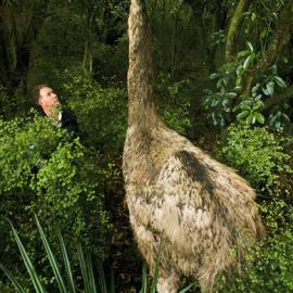 研究称6500万年前恐龙灭绝后鸟类开始走向陆地